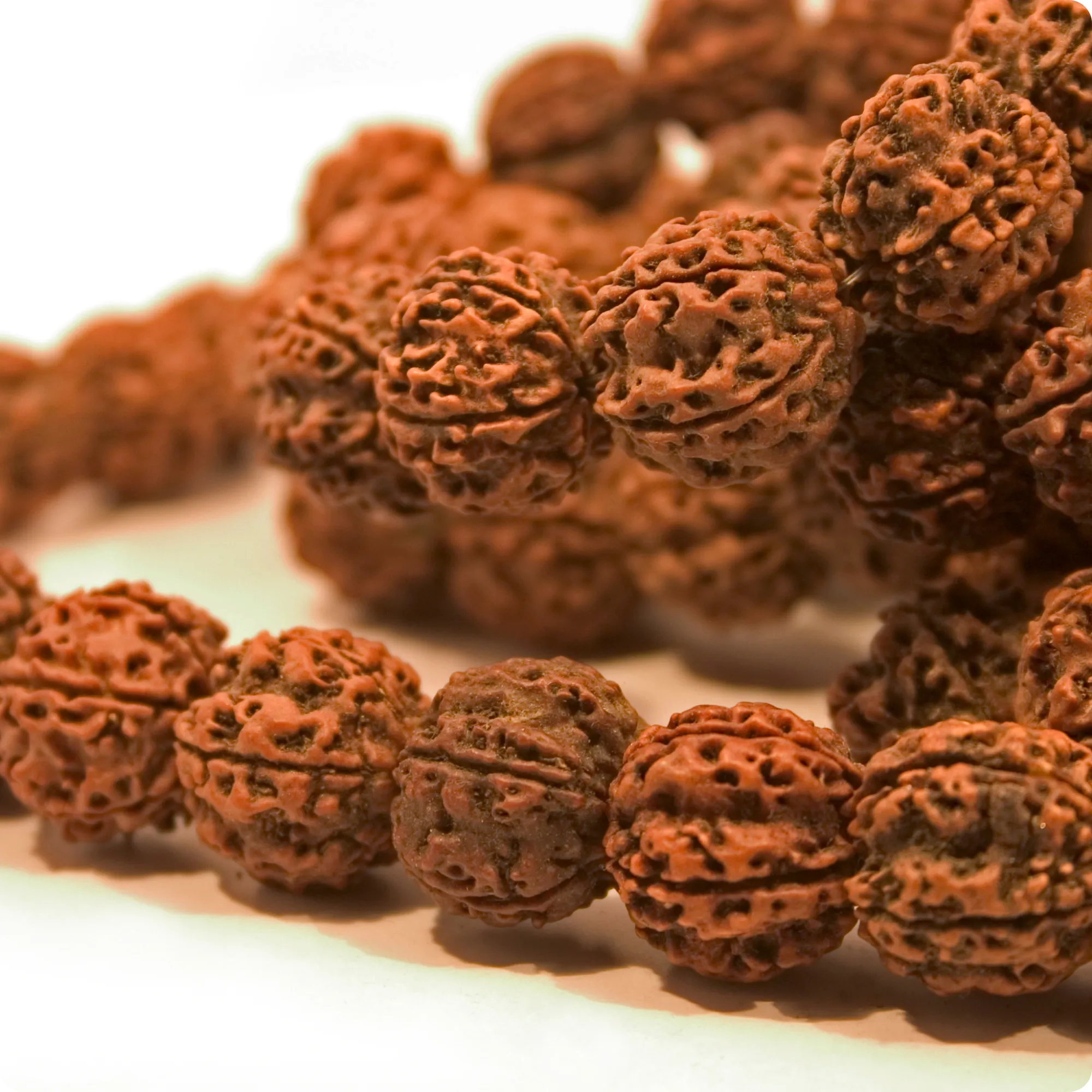 Rudraksha